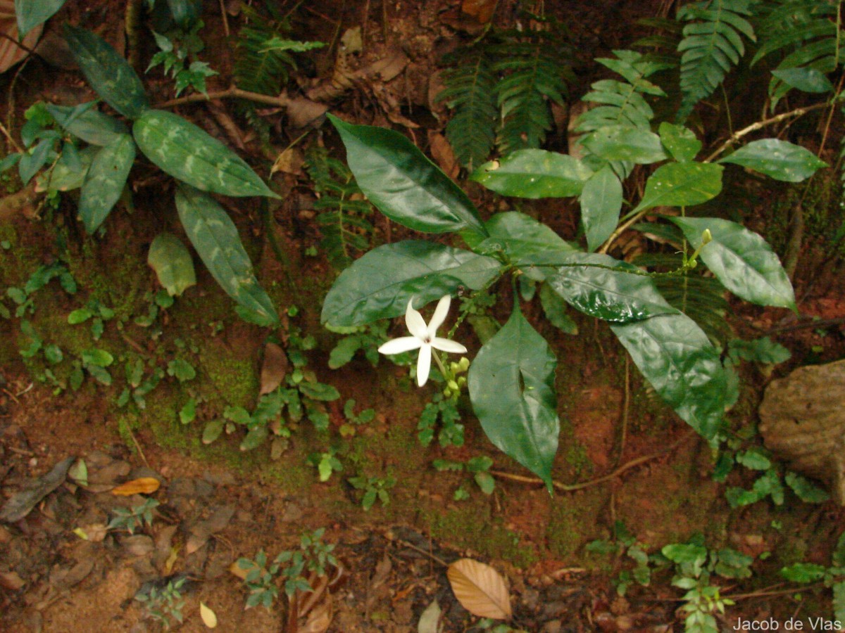 Pseuderanthemum latifolium (Vahl) B.Hansen